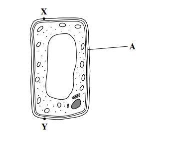 biological drawing of a palisade plant cell