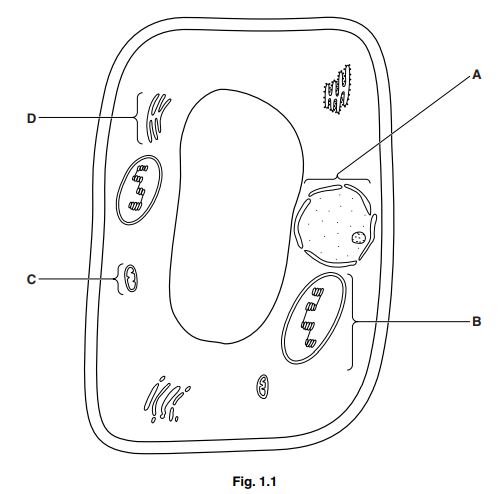 Diagram of a plant cell