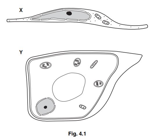 diagrams of two biological cells