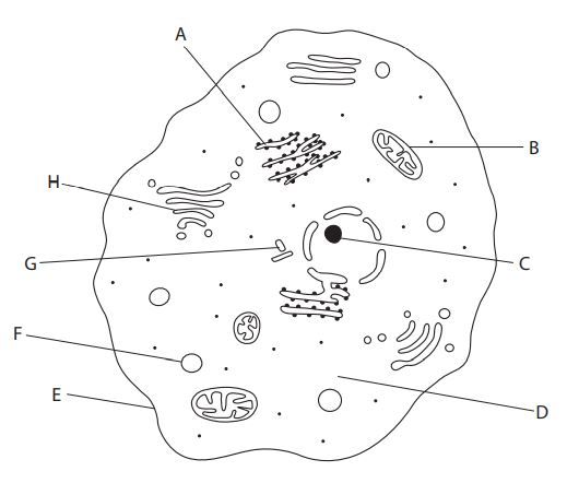 labelled diagram of an animal cell