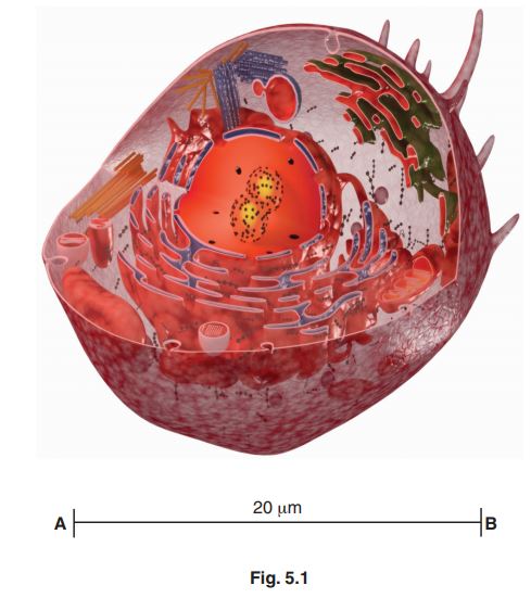 Coloured illustration of a eukaryotic cell