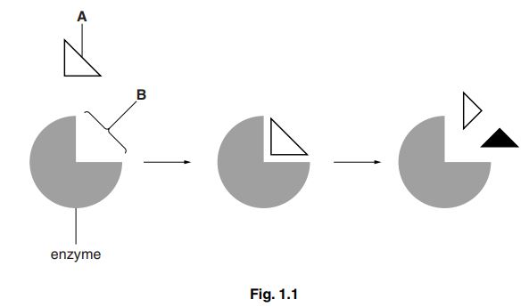 Enzyme action diagram