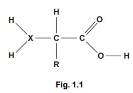 a simplified chemical structure diagram of an amino acid