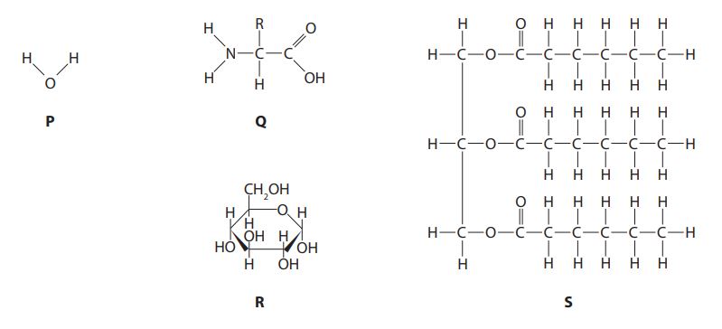 chemical structure diagrams of four biological molecules