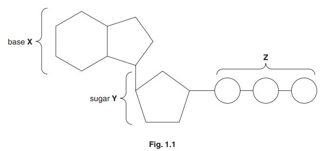 diagram of a molecule of ATP