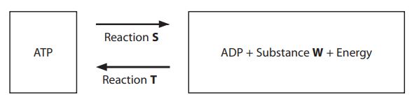 diagram showing the reaction forming ATP