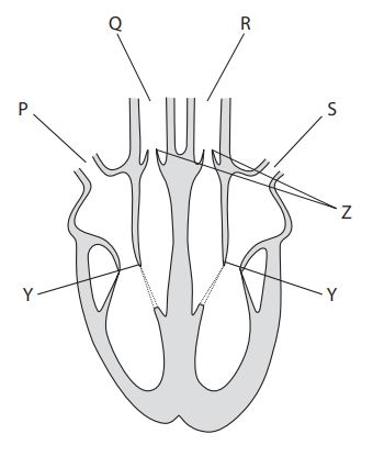 A labelled diagram of a human heart and blood vessels