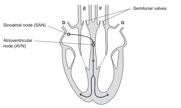 A human heart, as seen from the front