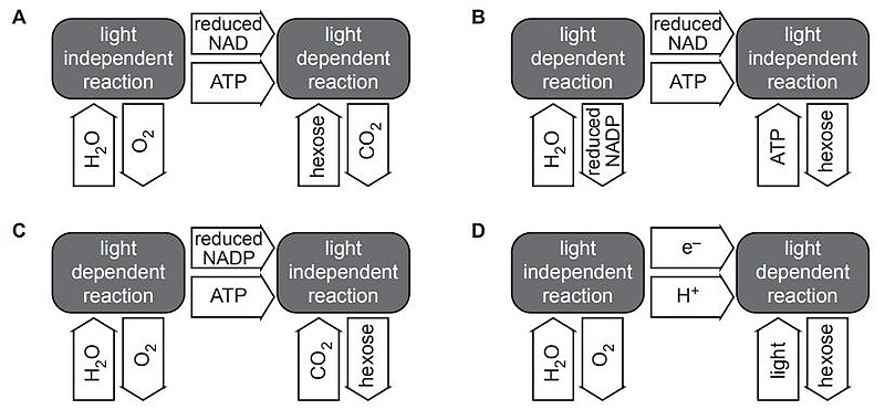 A series of diagrams of photosynthesis, one is correct and the rest are incorrect.