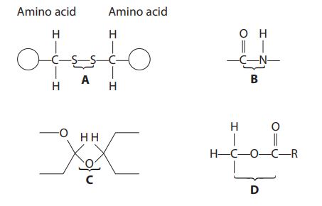 amino acid chemical structure diagrams